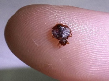 佛山专业杀虫所：被臭虫咬了要用什么药