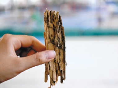 禅城白蚁验收机构会入室啃食家具的白蚁品种