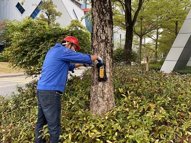 南海验收白蚁所：白蚁对香樟的危害及防治