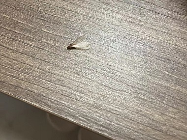 佛山白蚁预防公司防止白蚁飞入室内的方法